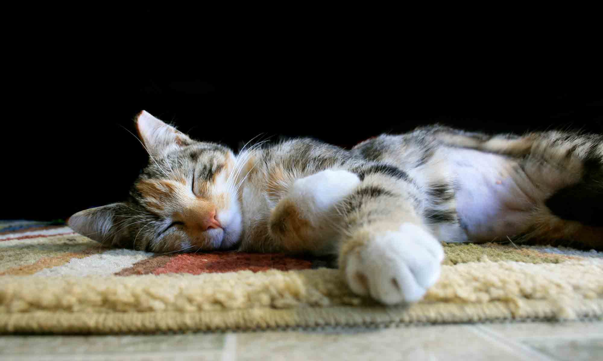 spay and neuter