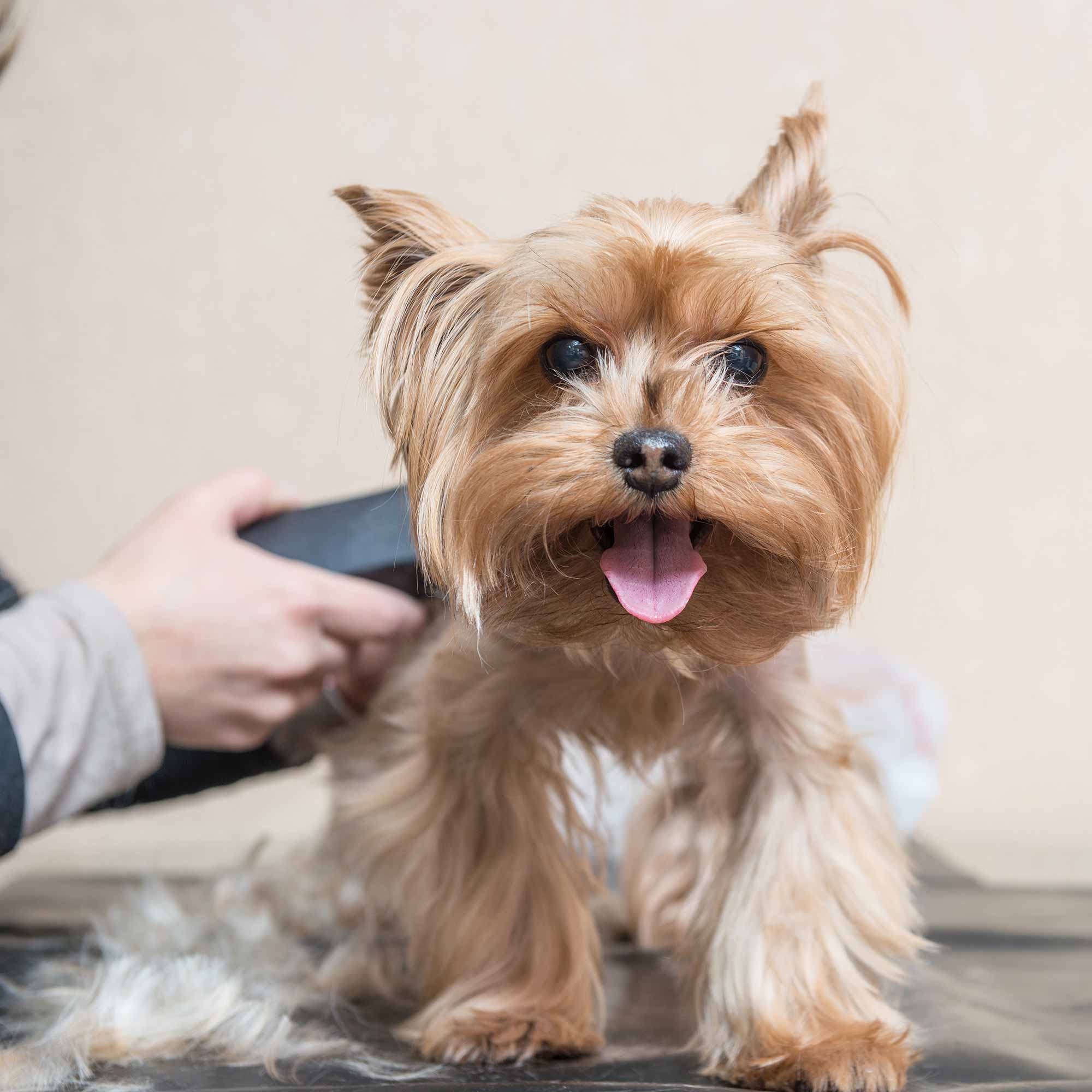 dog grooming