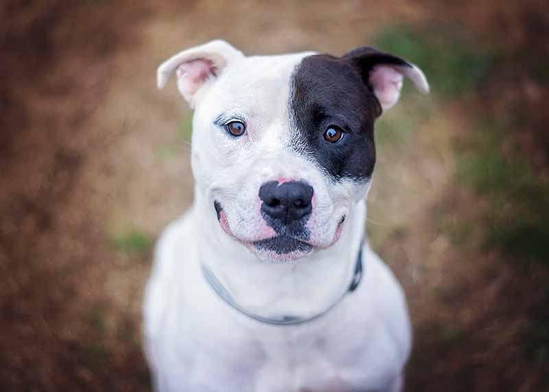 dog at bellevue animal hospital tenessee