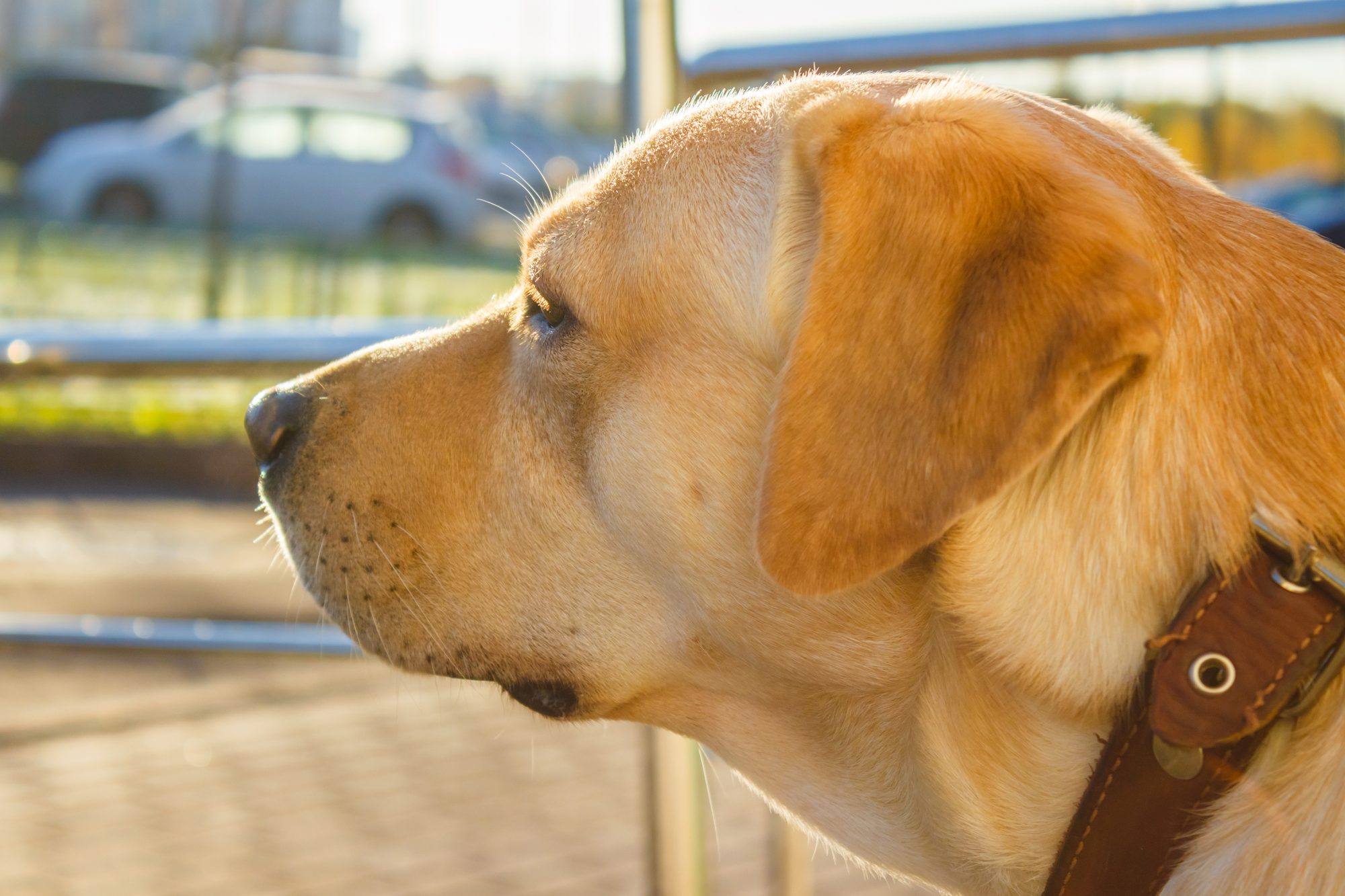 Back to school time can be rough on pet behavior