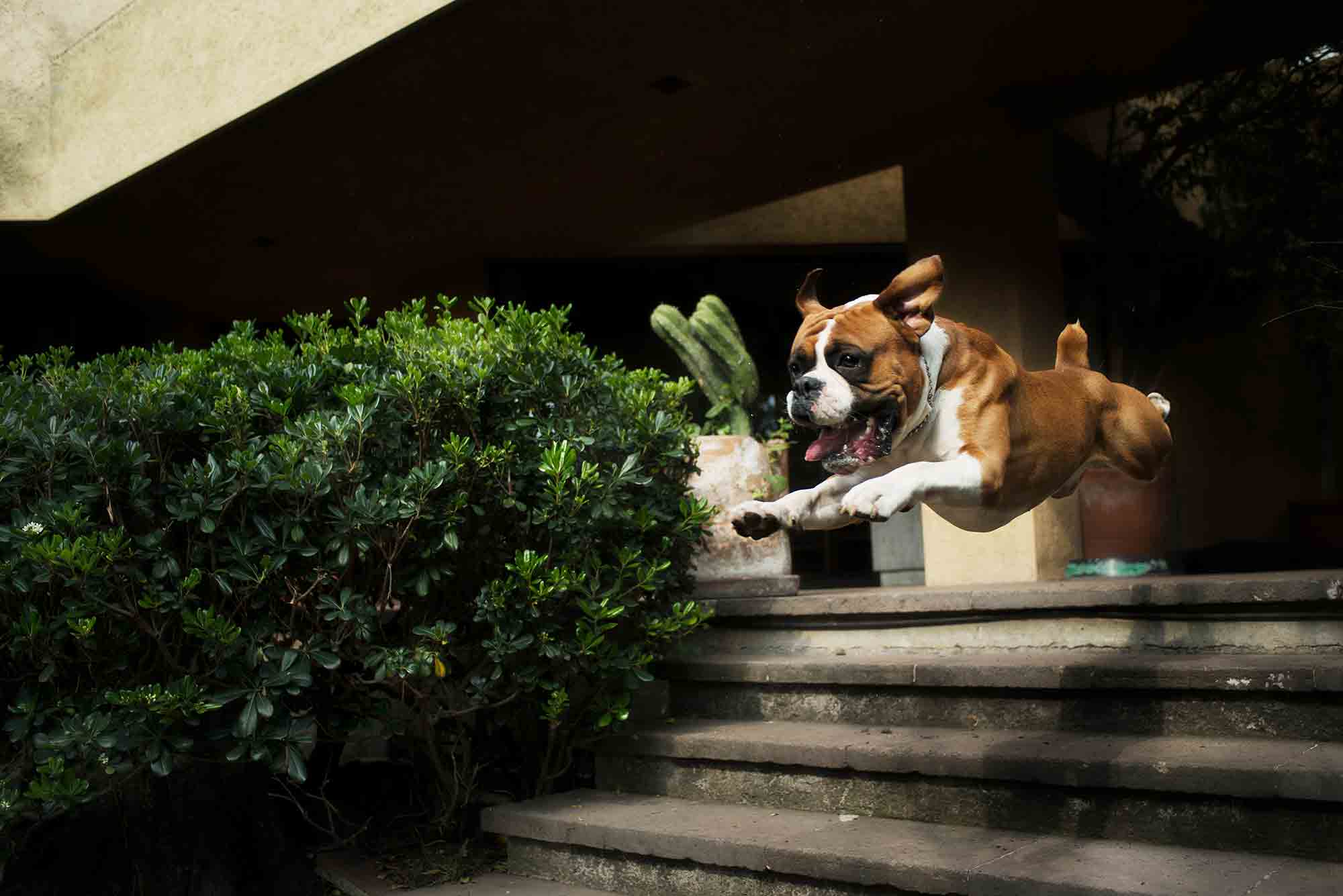 Nashville pet activities can be good pet exercise