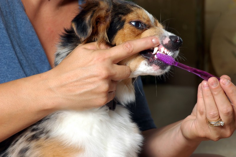 pet dental disease