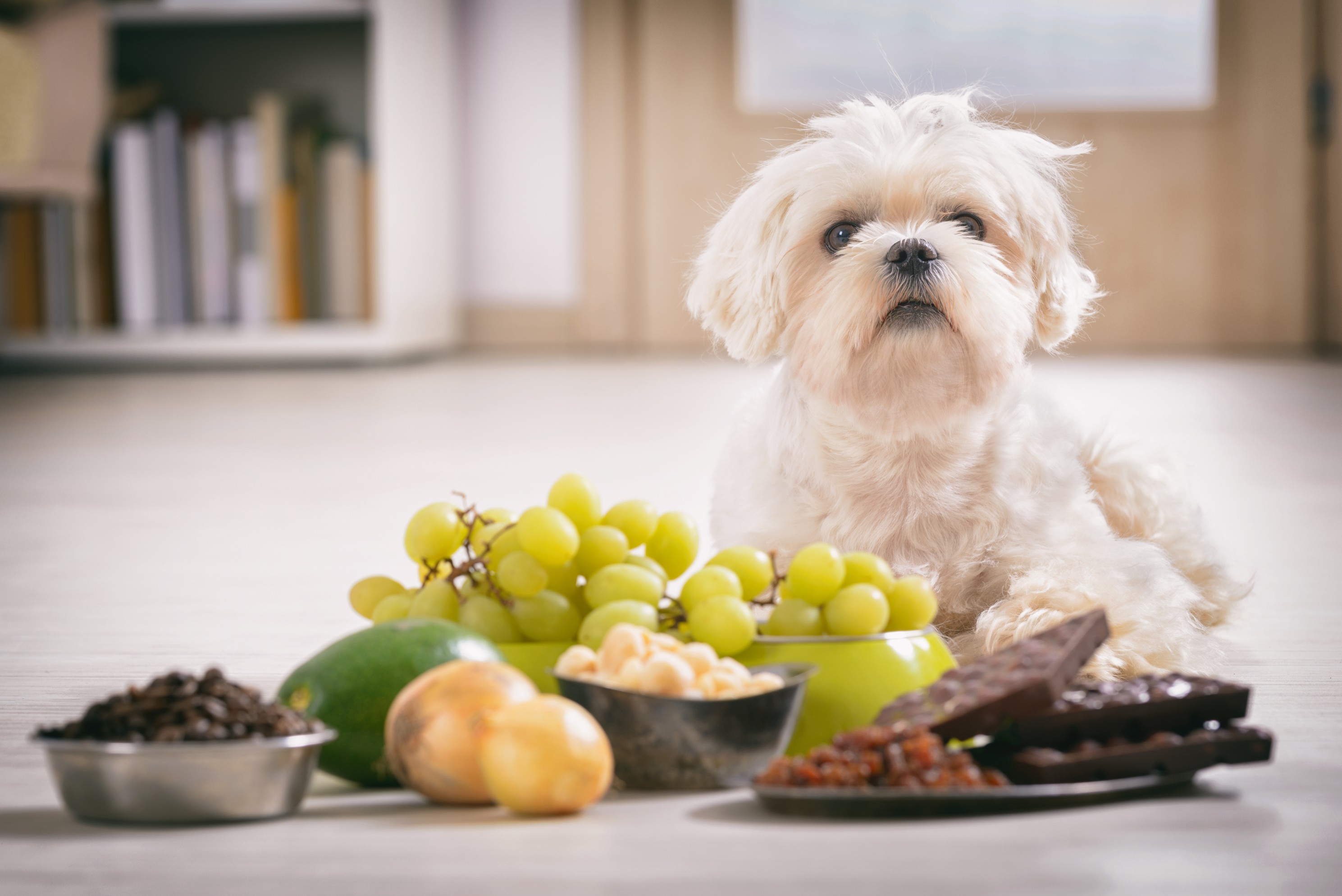 dog next to food 