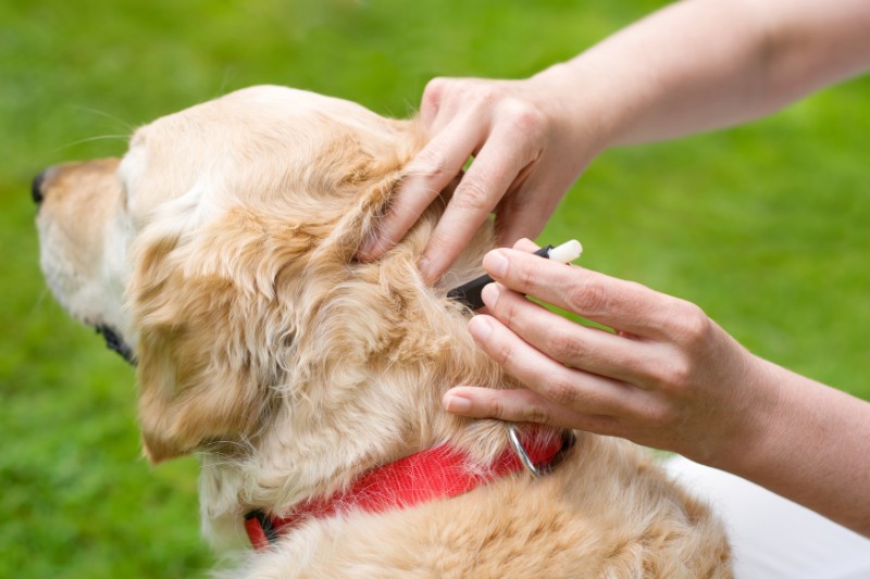 pet parasite prevention