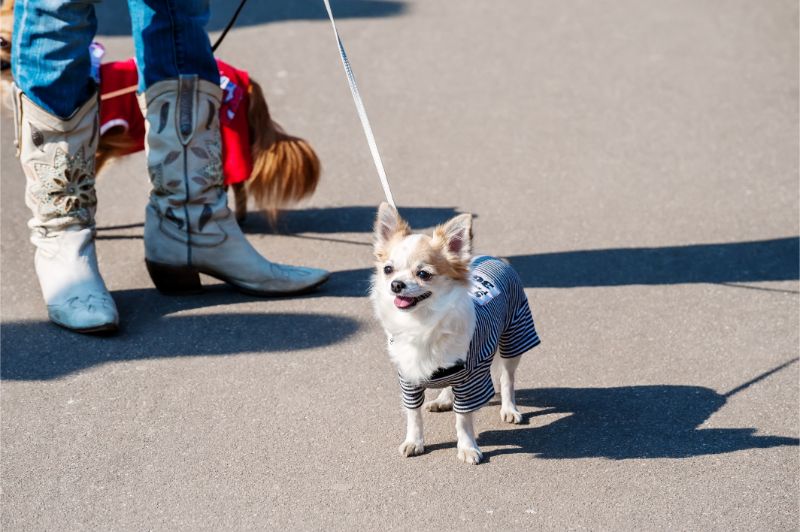 pet friendly activities