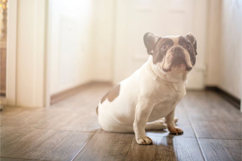 A French Bull dog sitting on a dark hardwood floor looks forlorne and alone in the late afternoon light.