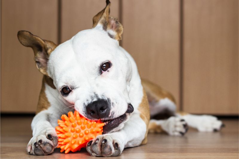 dog chewing on pet toy