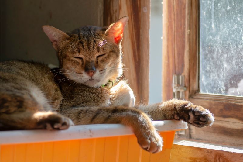 Smelly Cat, Smelly Cat - Causes of Feline Odors