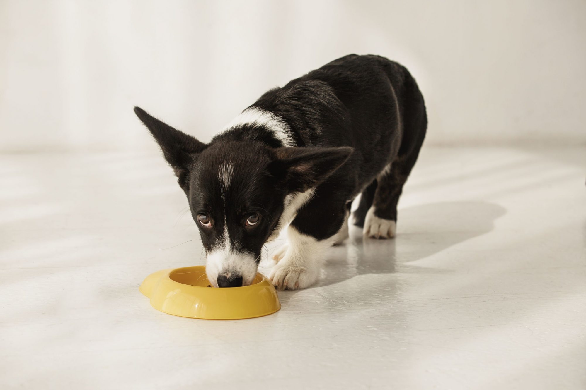 dog eating from bowl