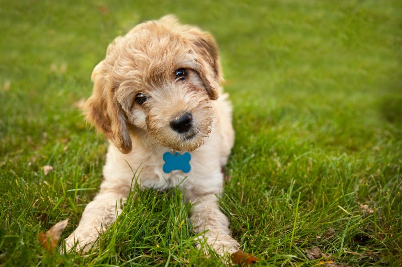 dog laying in grass