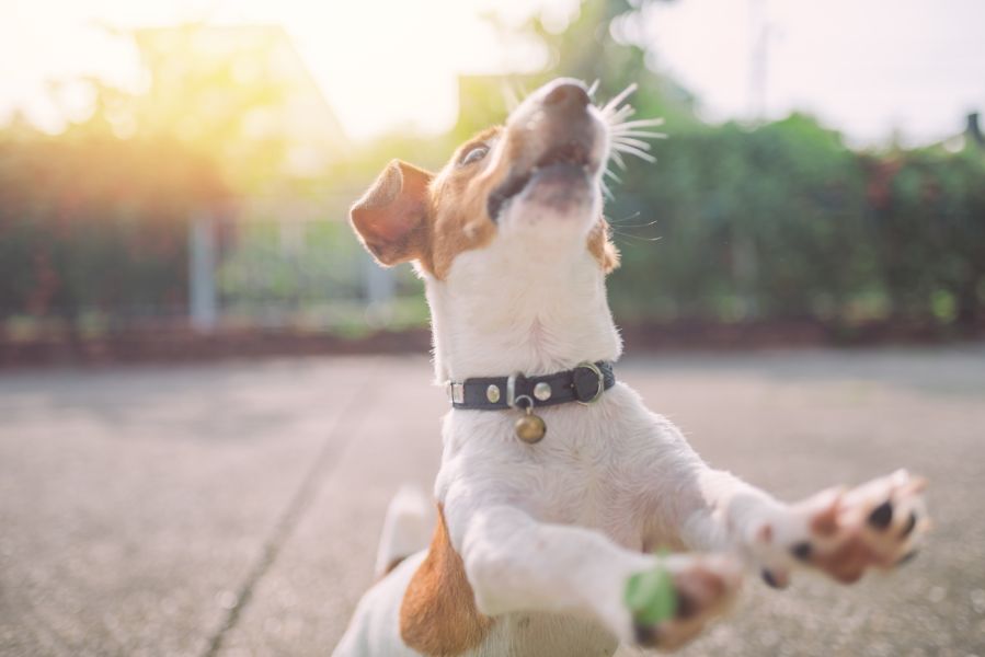 Dog Playing dog jumping