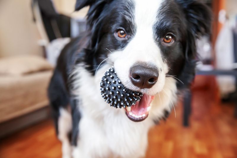 dog holding chew toy
