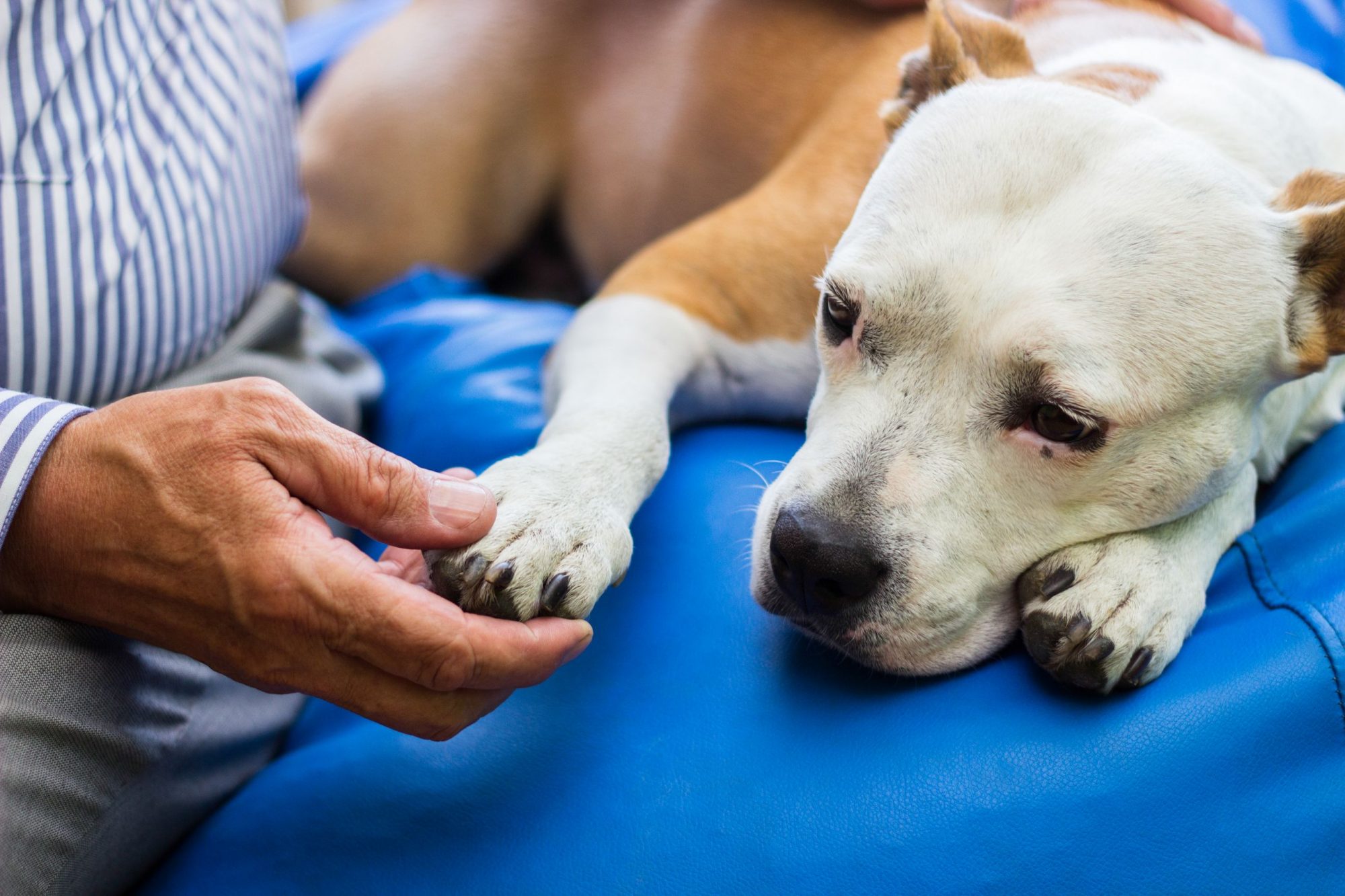 dog with emergency