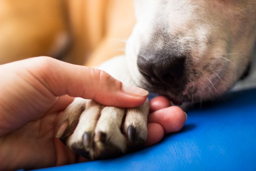 A woman holds her dog's paw.