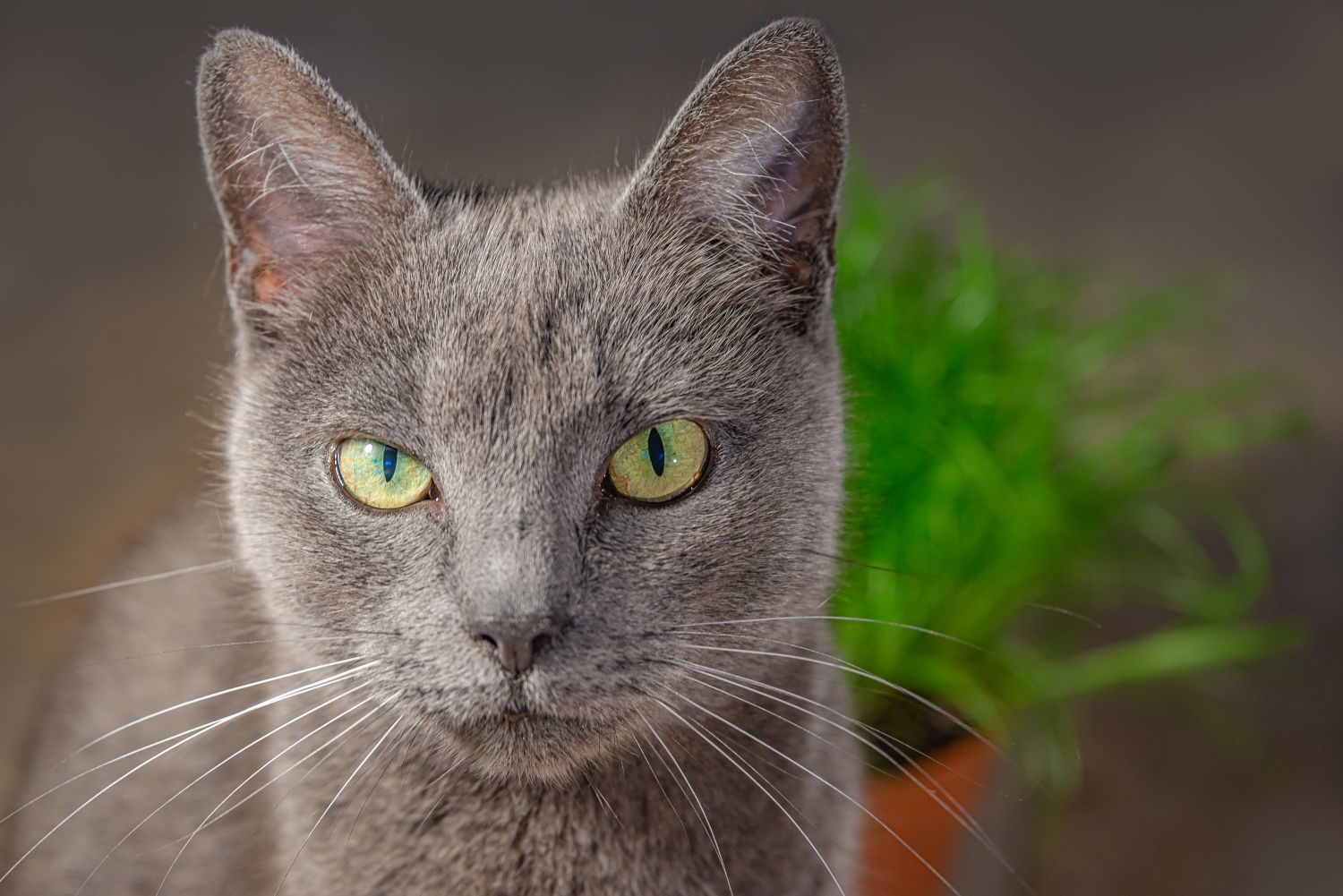 A cat stares at the camera.