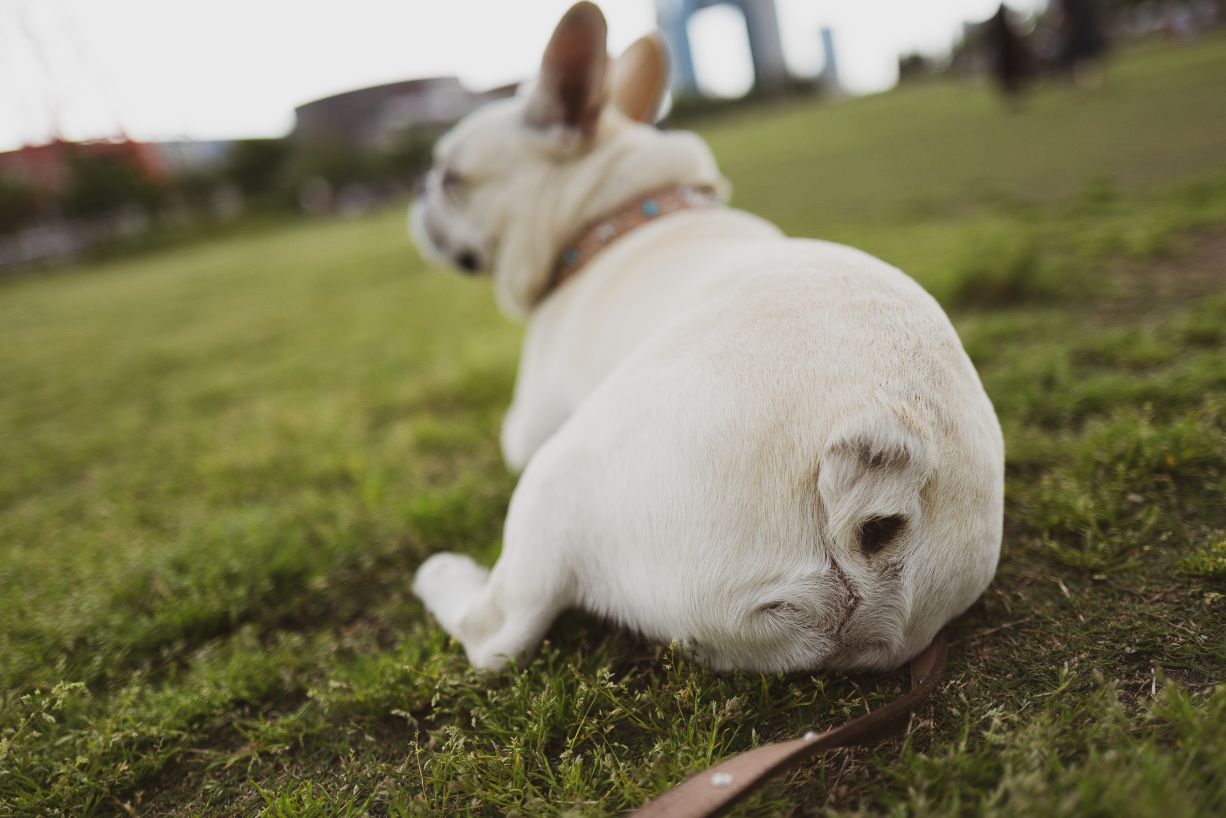 A dog's backside.