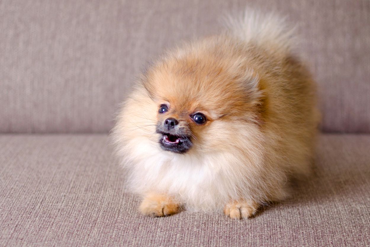Small aggressive dog.