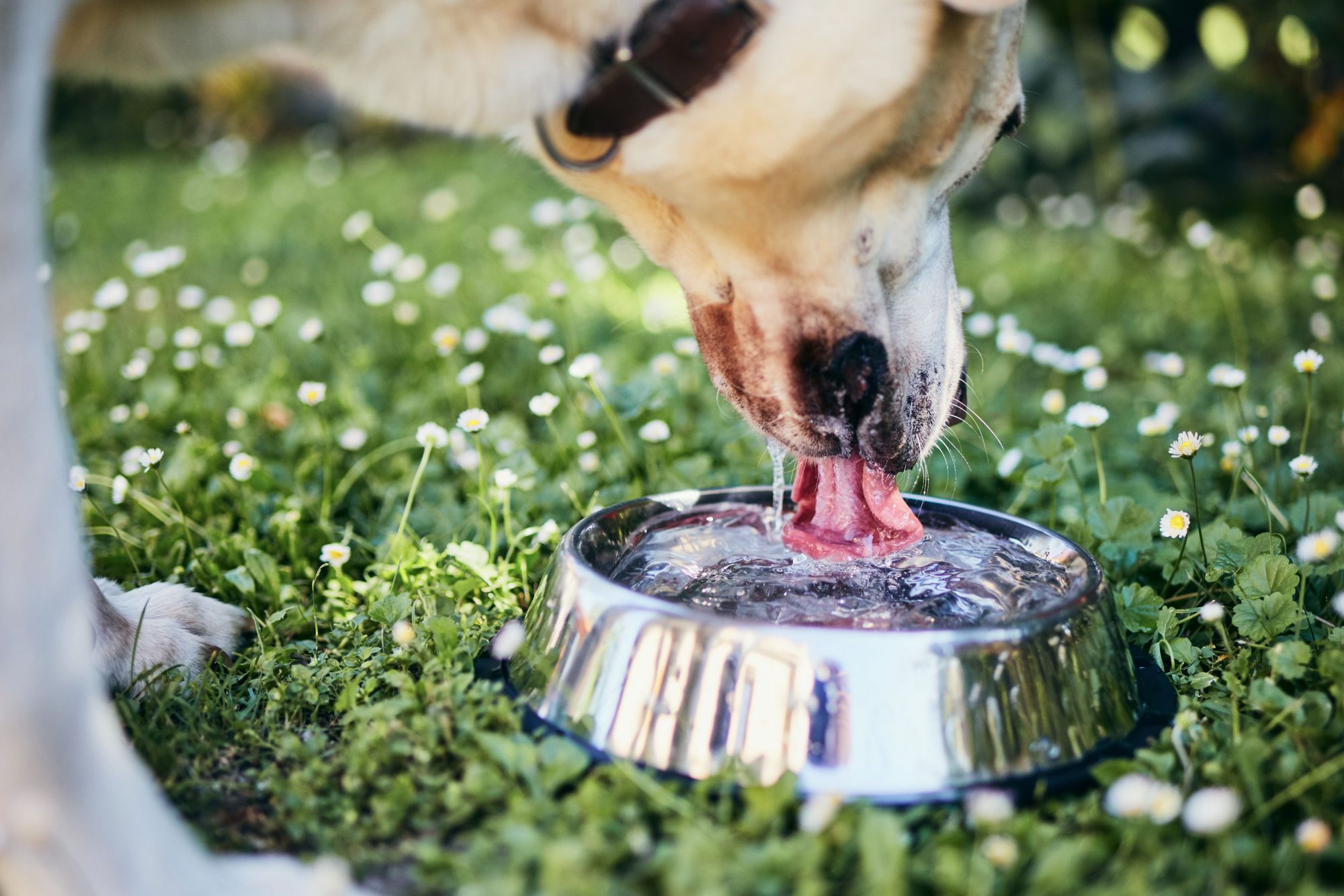 dog drinking water.