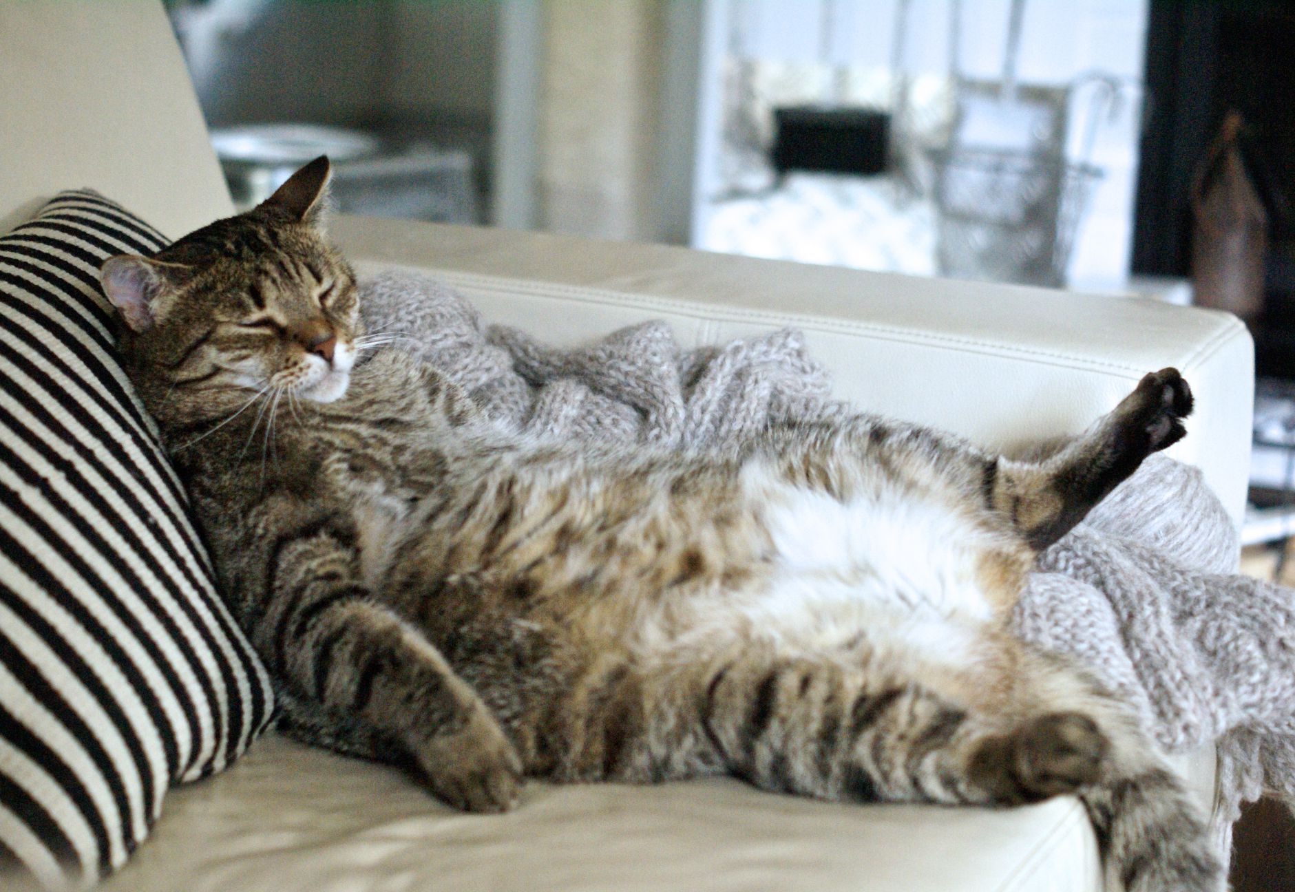 Lazy cat.