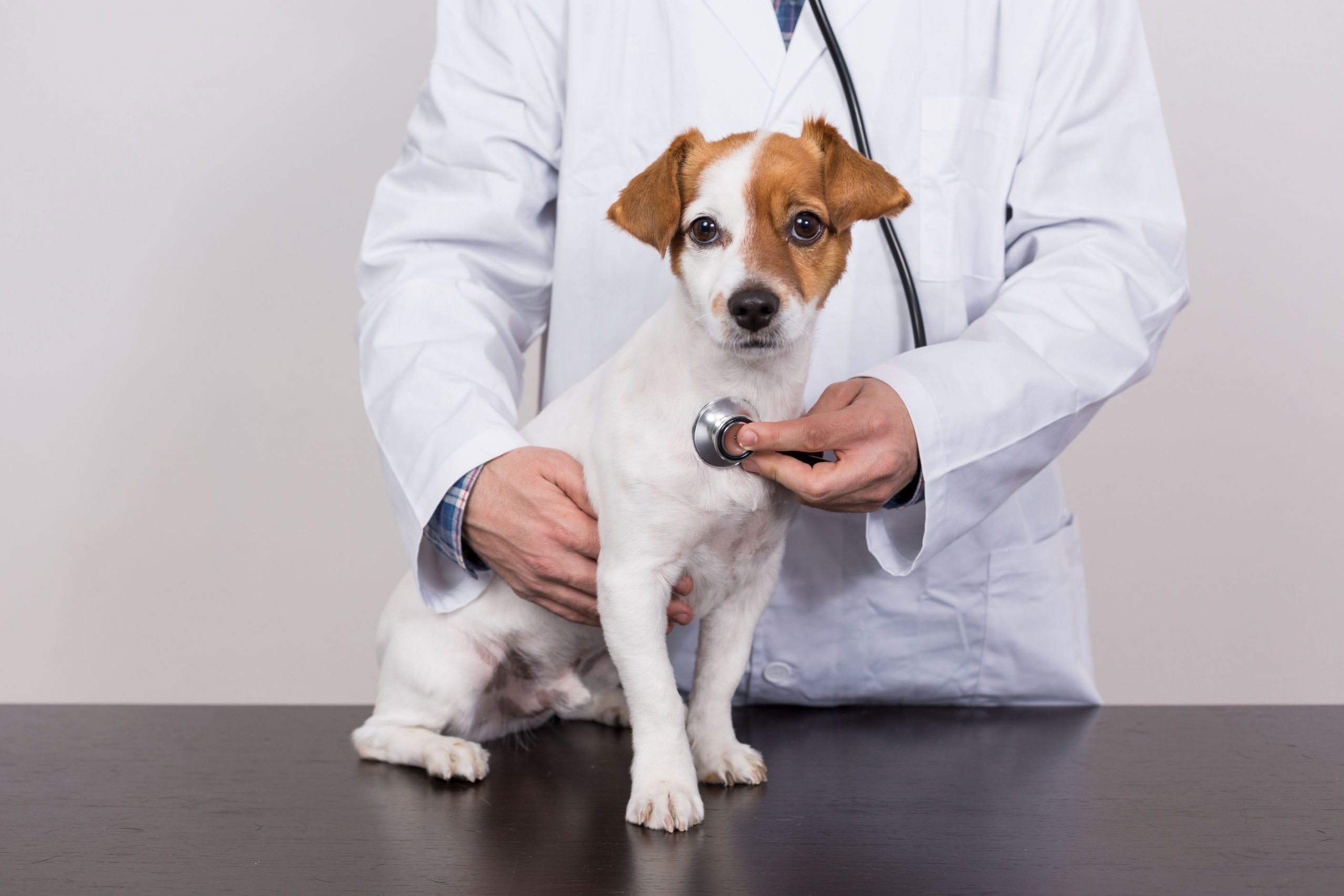 Neutered hotsell dog erect