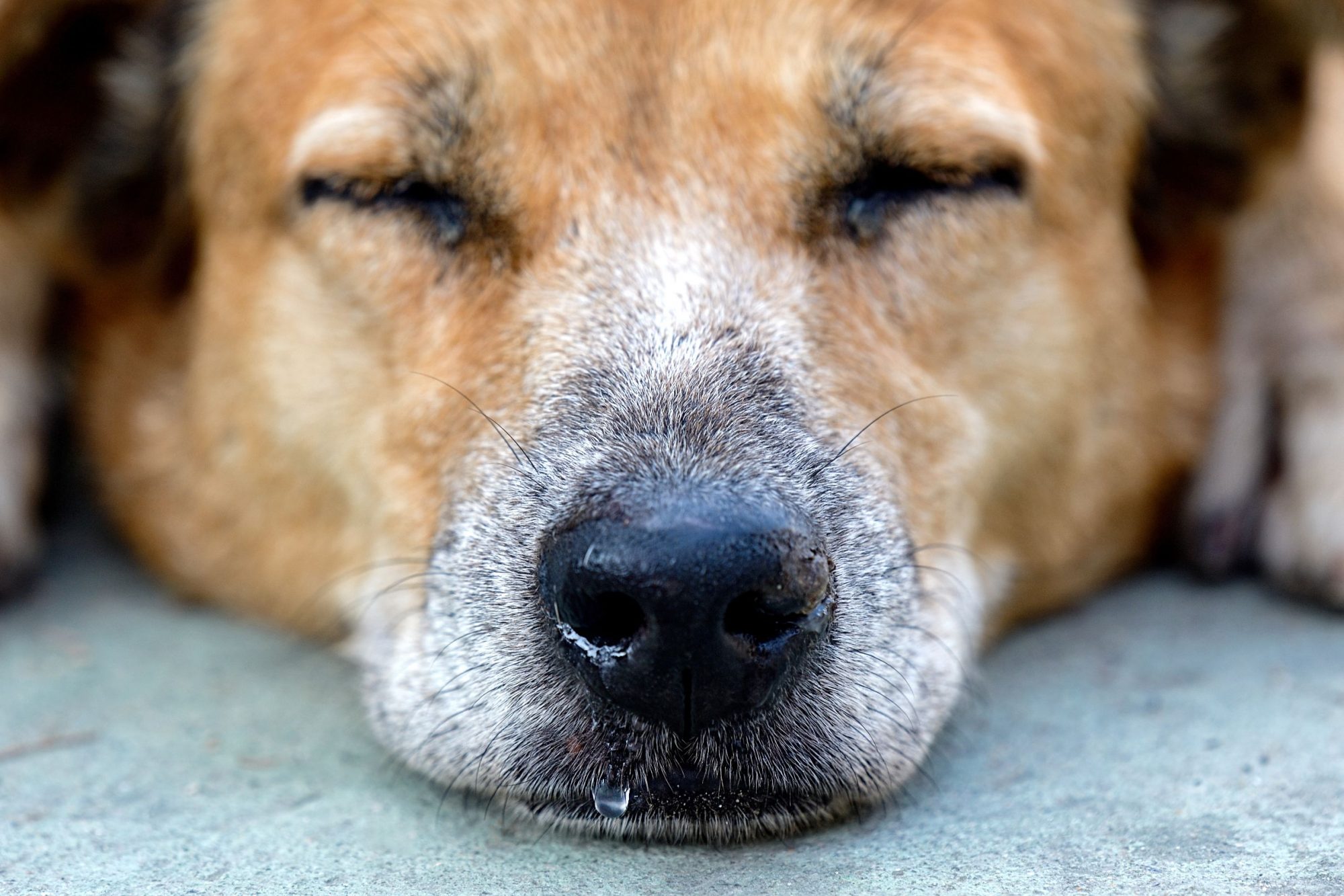 A close-up of a sleeping dog.