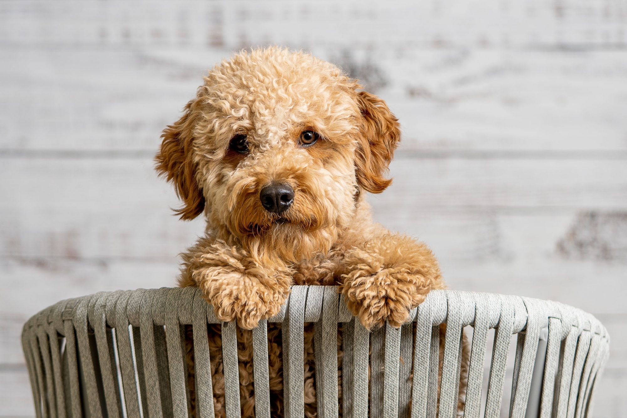 how often do you bathe a goldendoodle puppy