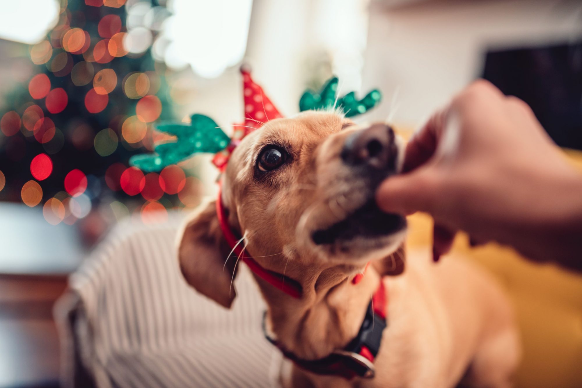 Holiday pet treats.