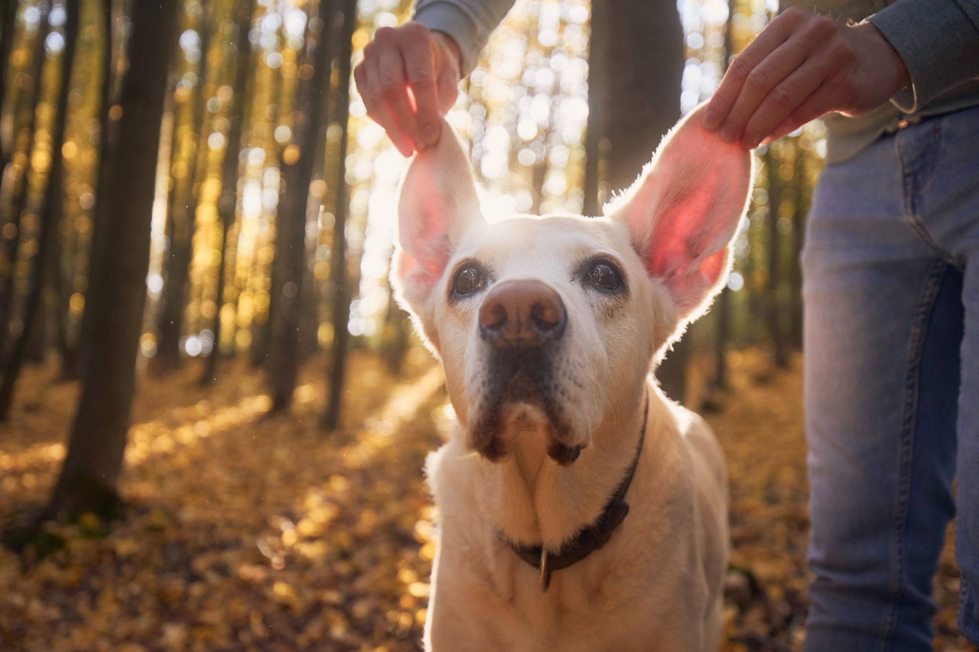 pet with hearing loss