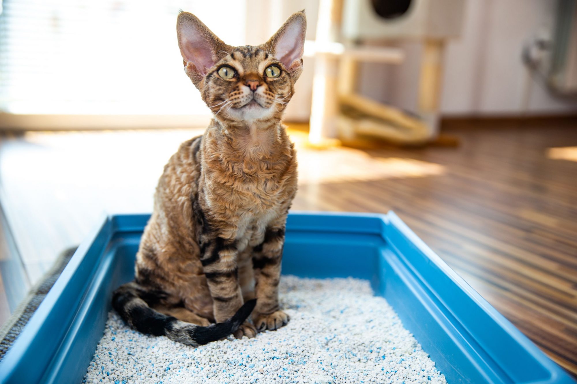 UTI in pets.