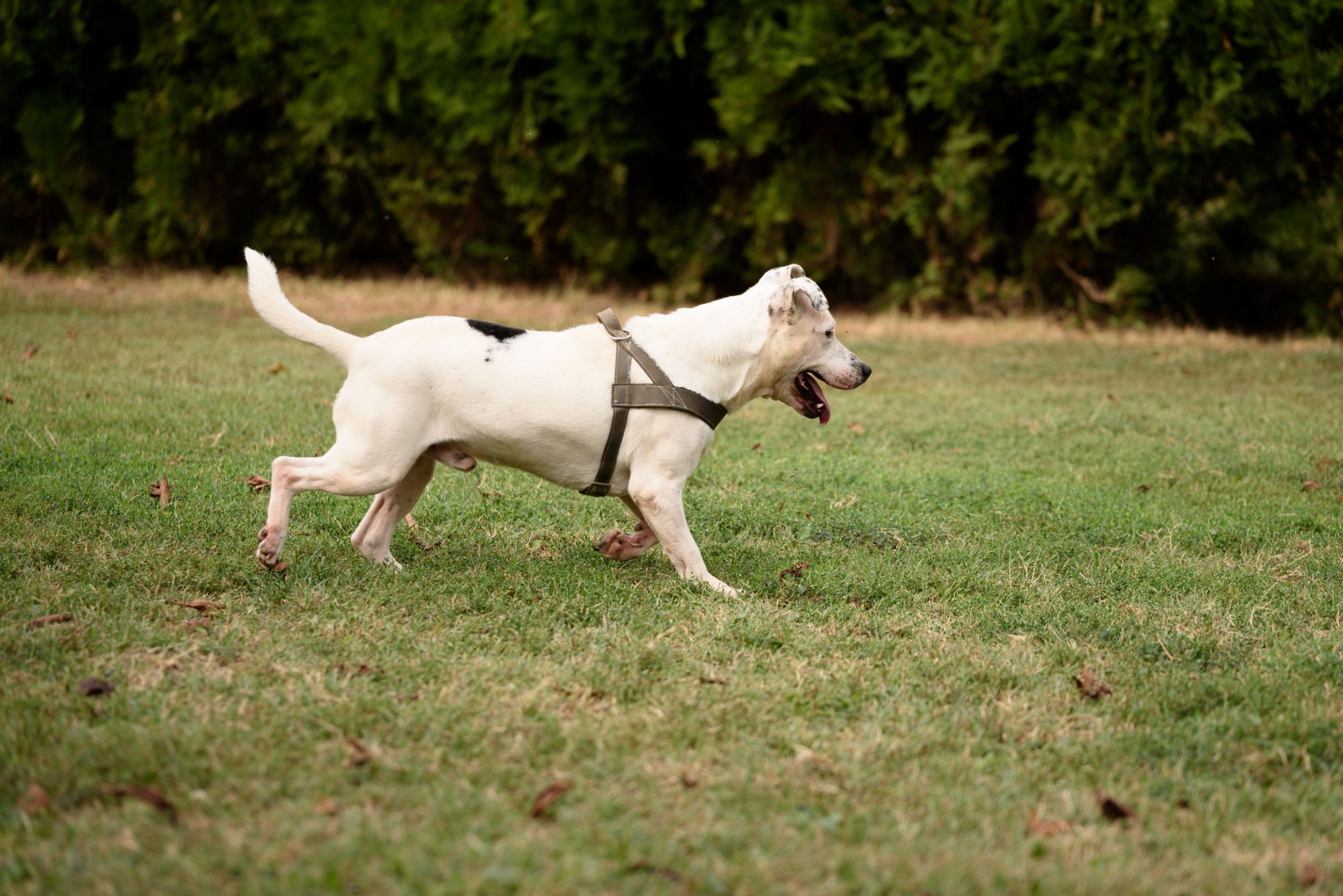 A white Staffordshire running in yard.