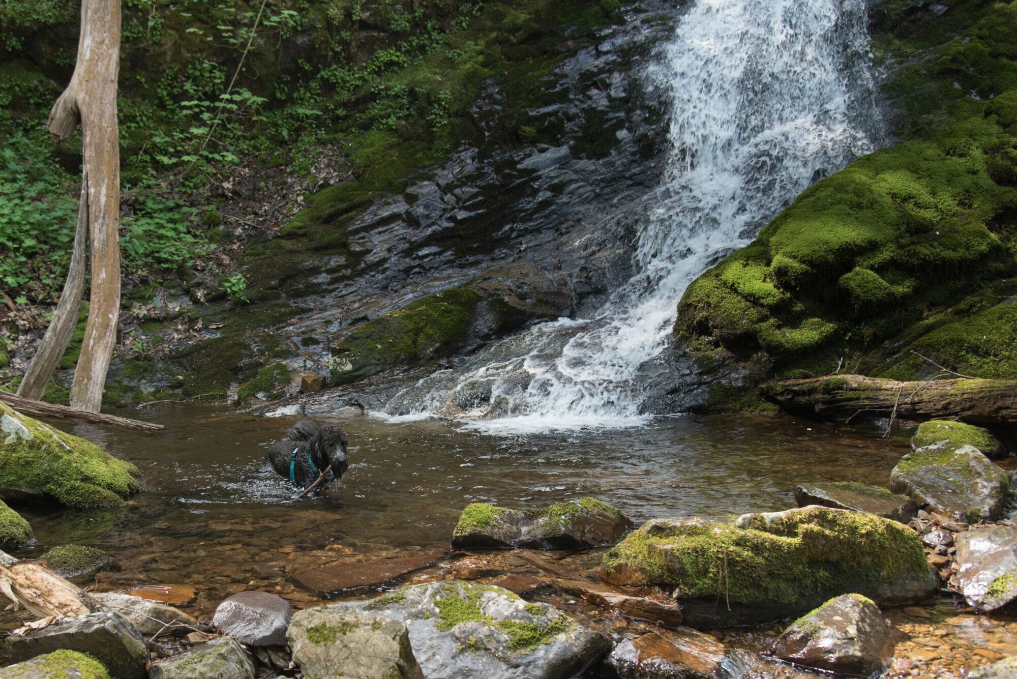 Dog playing at base of waterfall.