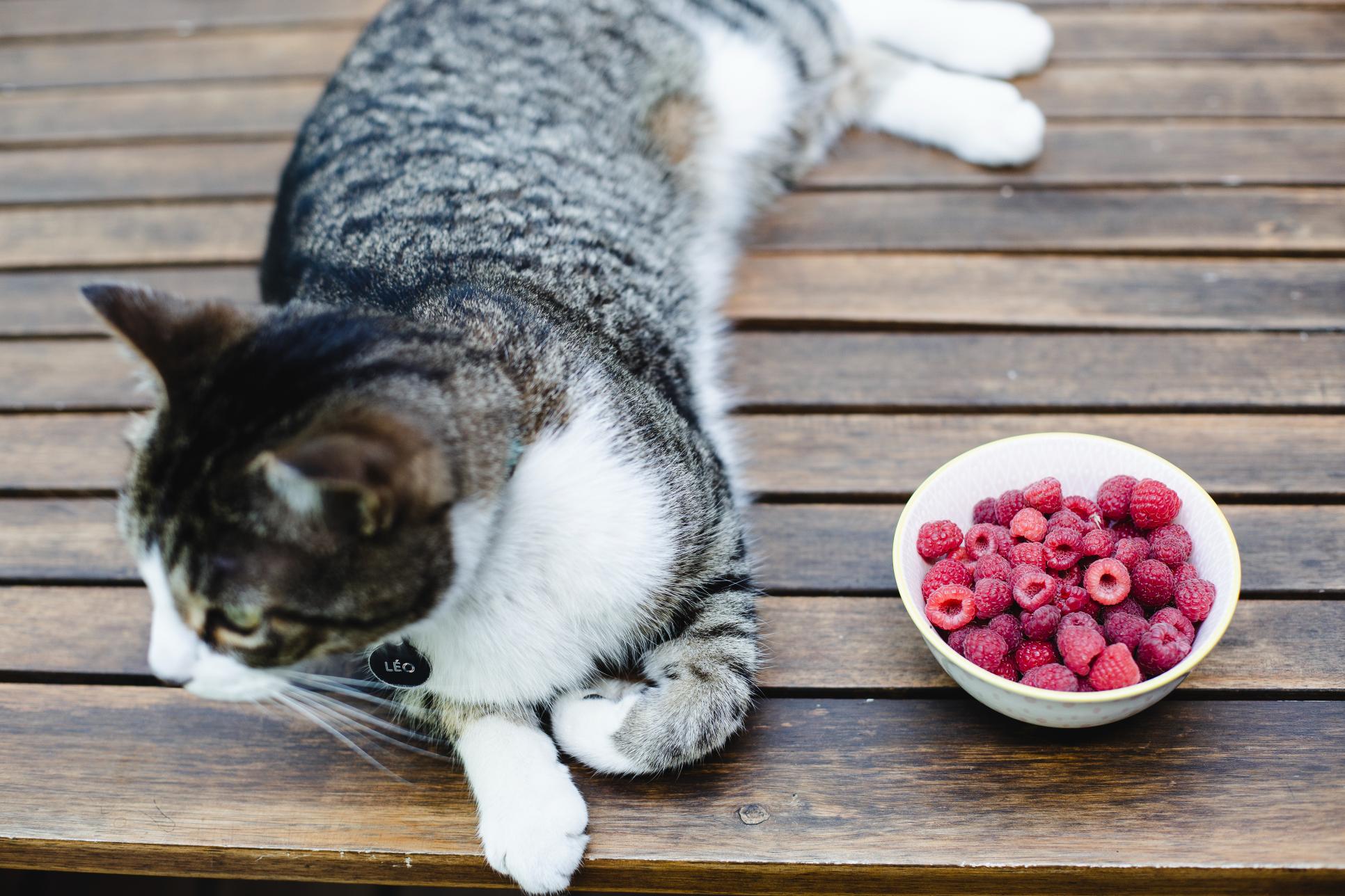 raspberries and a grey tabby cat.