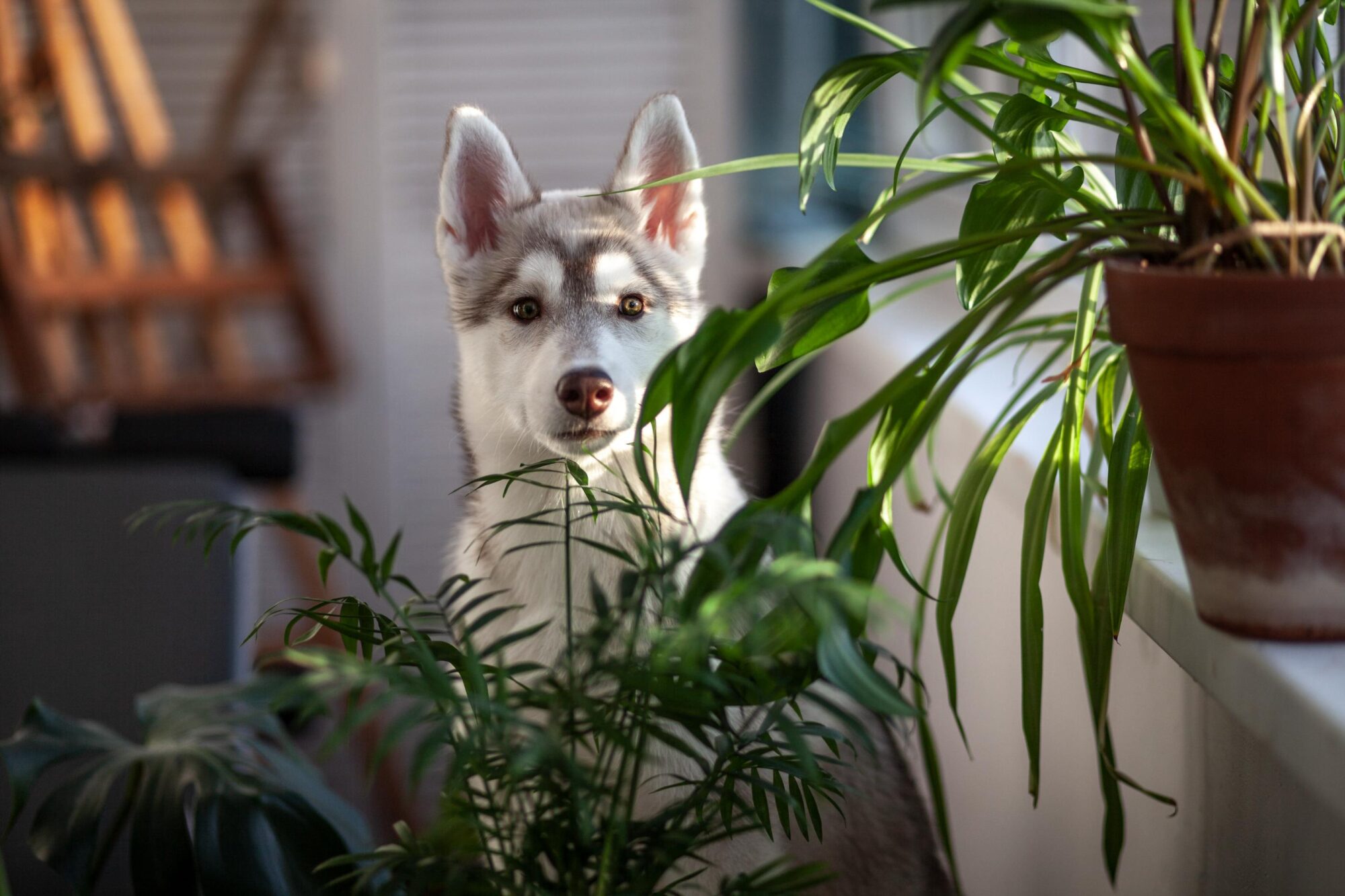 a huskie puppy behind houseplants.