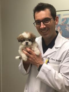 Vet holding dog