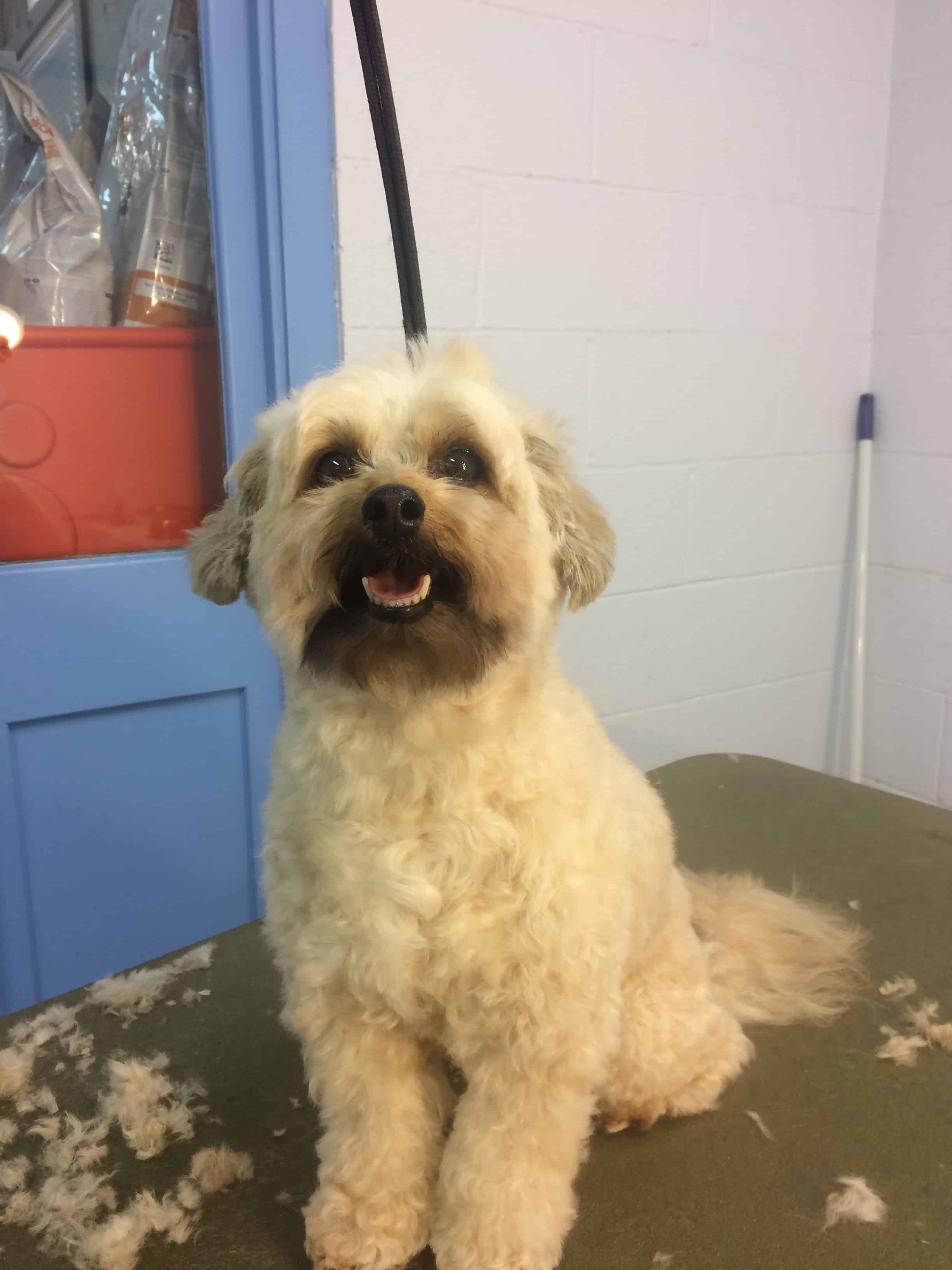 dog grooming