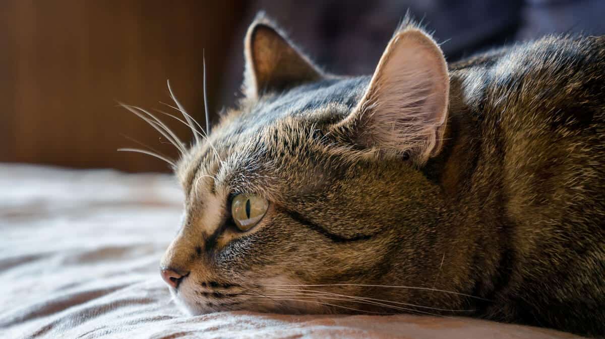 cat