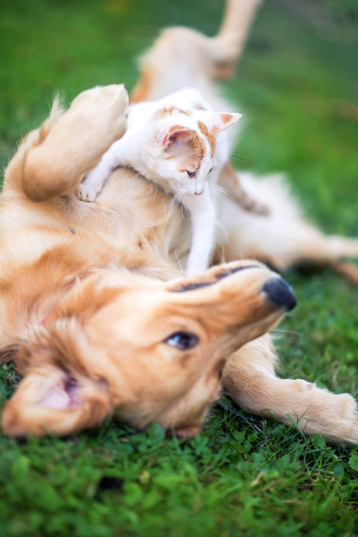 dog and cat together