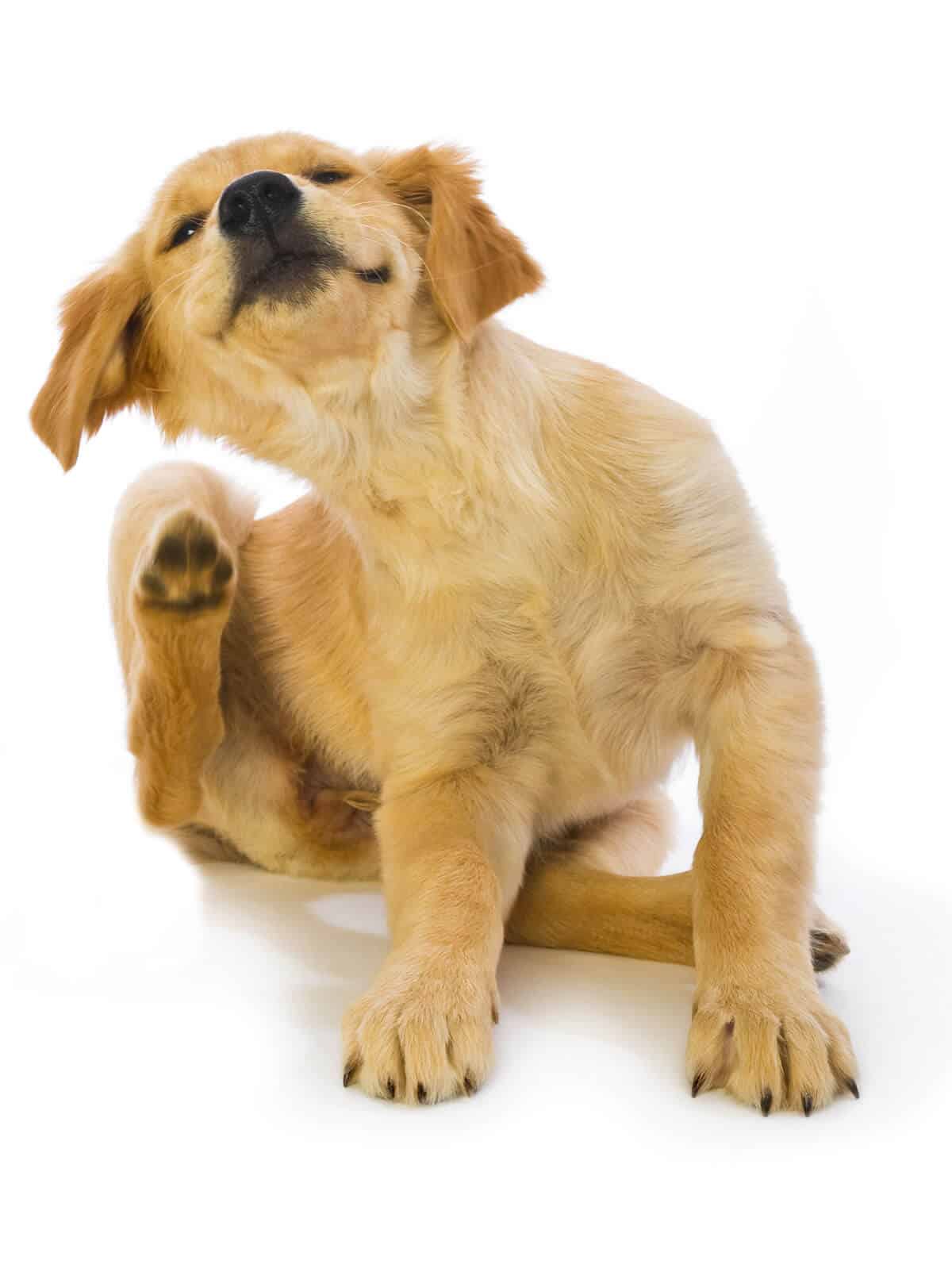 puppy scratching